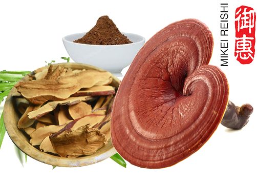 เห็ดหลินจือแดง มิเกอิ 