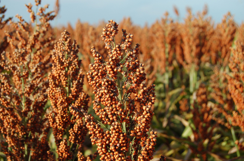 ข้าวฟ่าง 