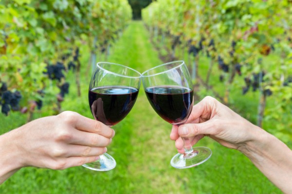 Two hands toasting with wine glasses in vineyard