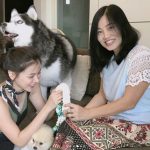 ใบเฟิร์น